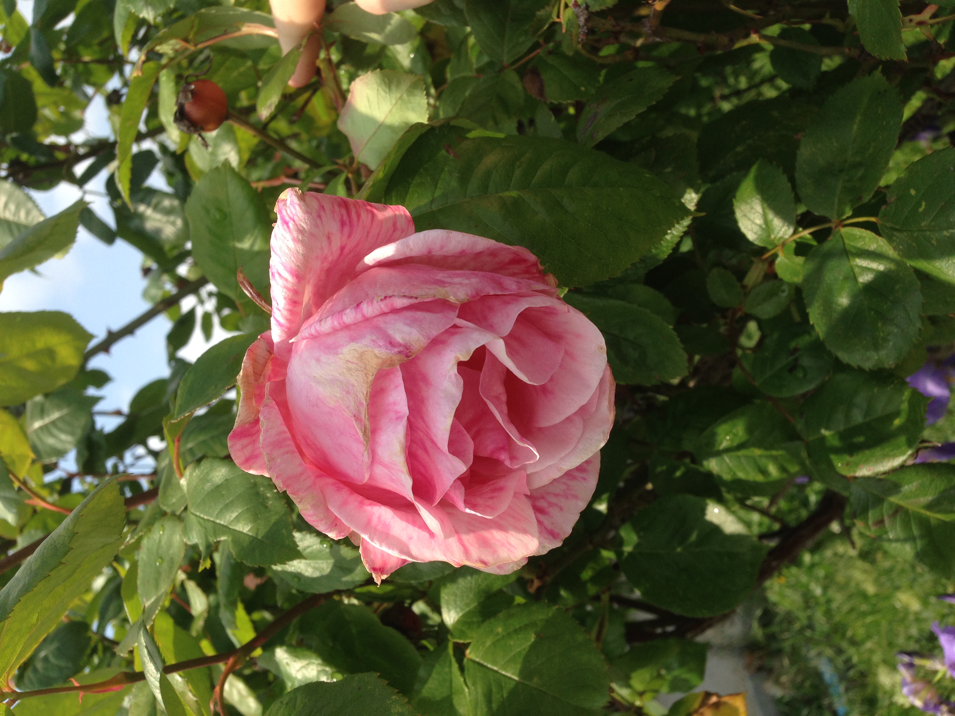 Sexologie et mensonges : le combat de Judith A Reisman sur Politoscope